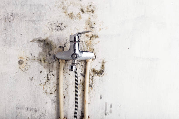 Best Mold Removal Near Me  in Monona, WI