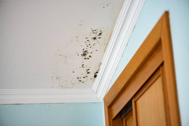 Best Certified Mold Removal  in Monona, WI