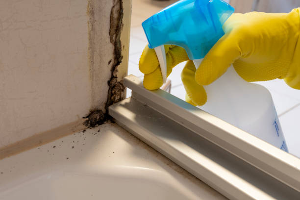 Best Residential Mold Removal  in Monona, WI