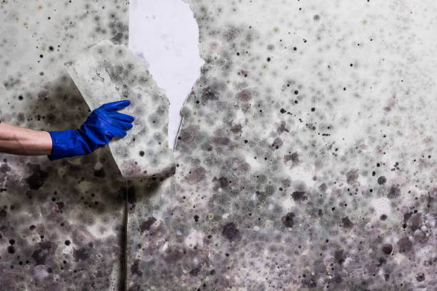 Best Attic Mold Removal  in Monona, WI