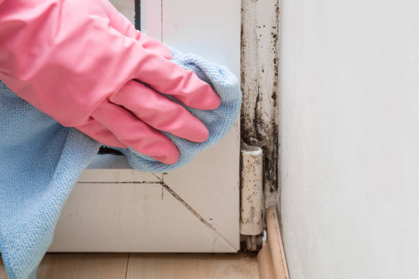 Best Affordable Mold Removal  in Monona, WI